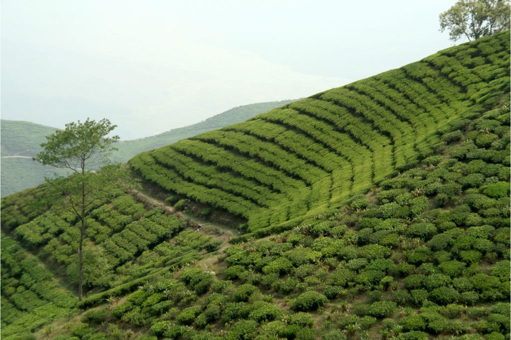 Read more about the article How do you landscape a sloping garden?