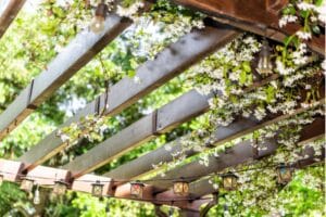 Read more about the article Which climbing plant for a pergola?