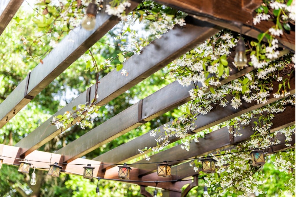 climbing plant for a pergola